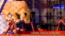 Leona ataca a mujer en un espectáculo de circo