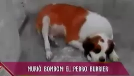 	<p>Murió el perro burrier</p>