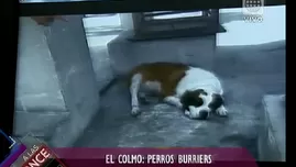 	<p>Perros fueron utilizados como burriers para sacar droga del Perú.</p>