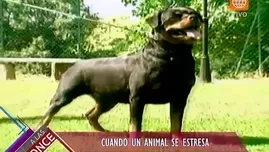 Rotweiler ataca ferozmente a un niño de 9 años