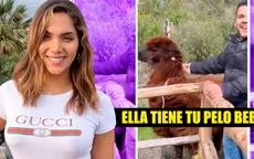 Isabel Acevedo es troleada por su novio al ver una alpaca: "Ella tiene tu pelo, bebé" - Noticias de isabel-acevedo