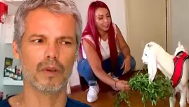 Pancho Cavero criticó a Deysi Araujo por criar cabrita en su depa. | Fuente: América Televisión