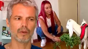 Pancho Cavero criticó a Deysi Araujo por criar cabrita en su depa. | Fuente: América Televisión