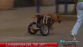 La aventura del 'Doctor Vet': cuando los animales sí importan