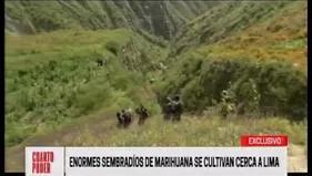 Sayán: Dirandro halla bosque de marihuana, la incautación más grande de los últimos años