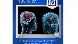 	<p>Diferencias entre el cerebro del hombre y de la mujer</p>