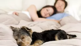 	<p>&iquest;Por qu&eacute; dormir con perros puede da&ntilde;ar tu salud?</p>