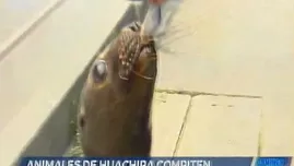 Animales de Huachipa compiten por premio 'La garrita de oro'