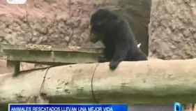 Animales rescatados llevan una mejor vida en el Parque de las Leyendas