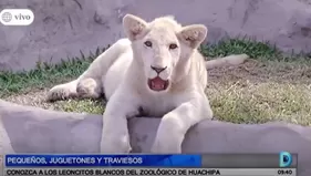 Conoce a los leoncitos blancos del zoológico de Huachipa