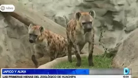 Jafico y Alika, las primeras hienas del zoológico de Huachipa