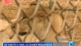 	<p>Leones rescatados. Domingo al Día</p>