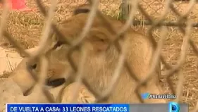 Leones fueron rescatados de circos y regresaron a África