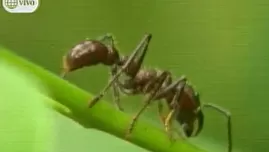 Las maravillas de la Reserva Nacional de Tambopata