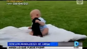 Miren lo que puede pasar cuando el hombre se aproxima a los animales