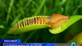 La nueva moda de adoptar plantes carnívoras como mascotas