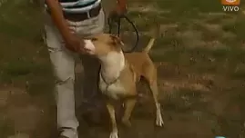 La otra cara de los pitbull