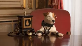 'Pancho' el perro más famoso del cine falleció a los 16 años