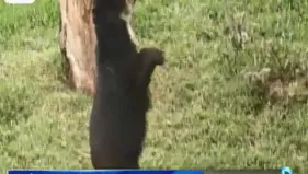 Pandú, el oso de anteojos del zoológico de Huachipa