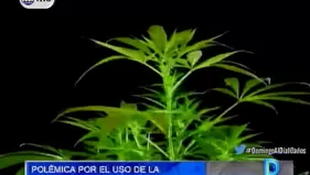 Uso medicinal de la marihuana desata polémica en nuestro país