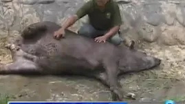 Zoológico de Huachipa reparte cremoladas a sus animales por la ola de calor