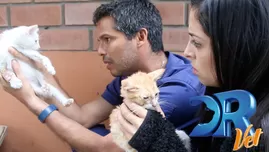 	<p>Andrea Luna ayudó al rescate de dos gatitos abandonados</p>