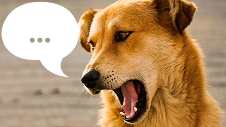 Dr Vet conmueve a sus fans con una nueva historia