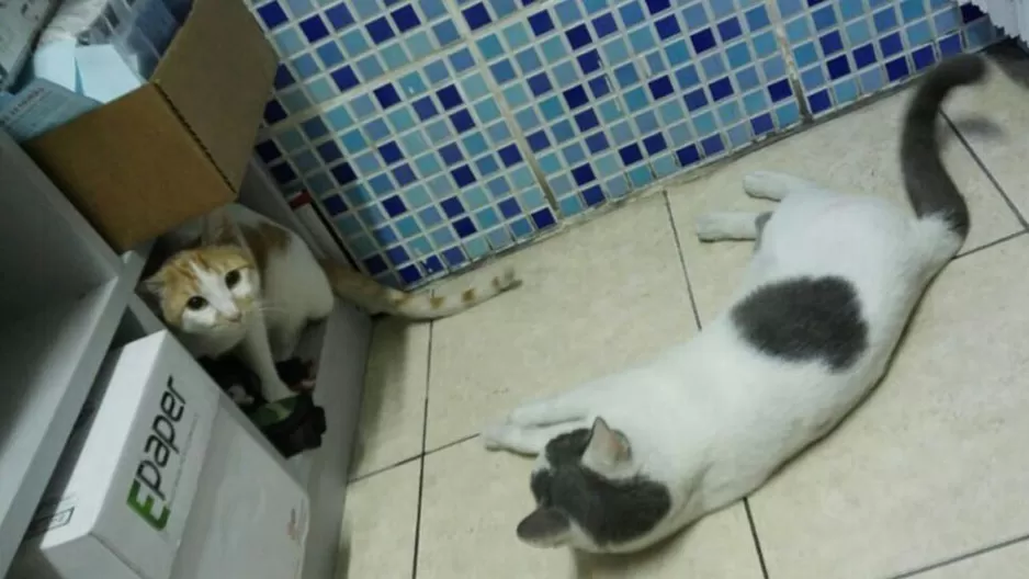 Dr Vet cuenta tierna historia sobre sus dos gatitos