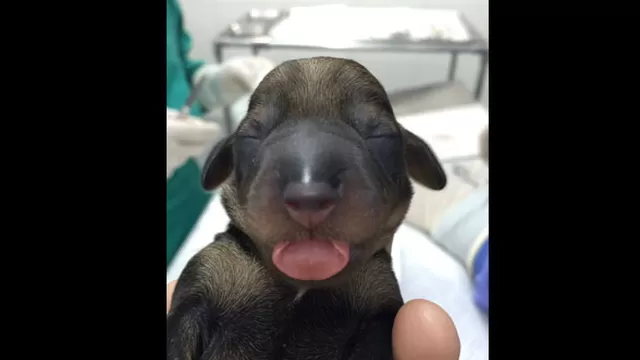 	La dulce imagen de un cachorro recién nacido