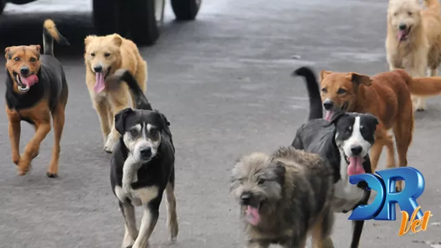 	Pancho Cavero habla sobre los animales abandonados