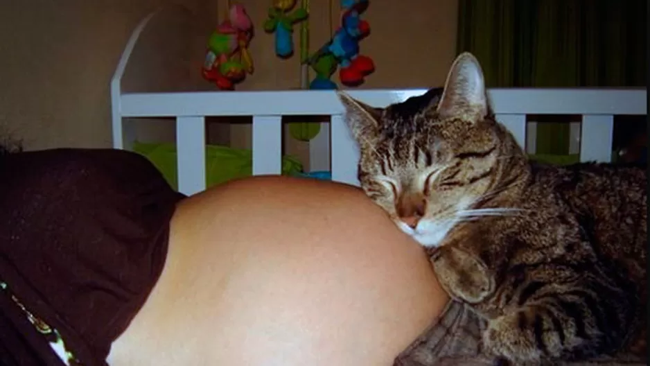 Dr Vet ayuda a desmitificar la toxoplasmosis