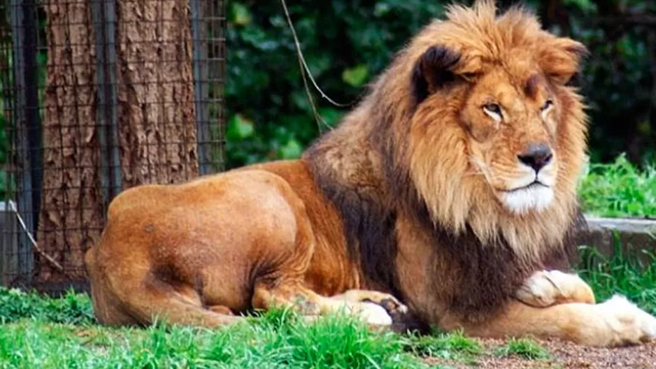 Pancho Cavero se pronuncia sobre los zoológicos