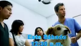 	<p>Desde este sábado Doctor Vet</p>