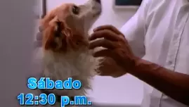 	<p>Este sábado en DR Vet</p>