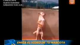 	<p>Haz famosa a tu mascota</p>