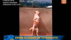 DR Vet: Haz famosa a tu mascota y envíanos un video divertido