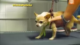 	<p>DR Vet no permiti&oacute; que perrito quede inv&aacute;lido.</p>