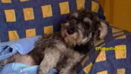 	<p>Perrito volvió a caminar tras ser atropellado.</p>