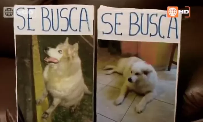 Familia busca a su mascota de 12 años que está perdida