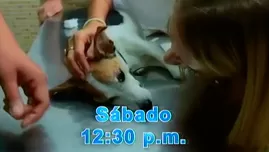 	<p>Este sábado en DR Vet</p>