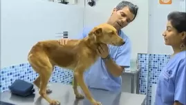 	<p>Maltrato animal: DR Vet fue al rescate de perritos.</p>