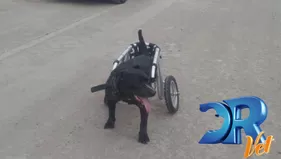 Nerón pasea feliz con su silla de ruedas tras la ayuda de DR Vet