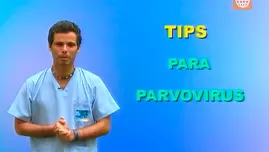 	<p>Tips para prevenir el parvovirus</p>