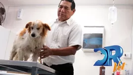 	<p>DR Vet logró salvar la vida de perrito que no podía defecar</p>