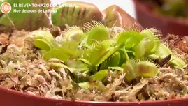 Bokitas Perú: conoce las plantas carnívoras que puedes adoptar para tu casa