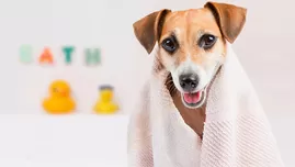 Spa para mascotas: conoce el lugar para engreír a tu perro o gato