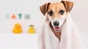 Spa para mascotas: conoce el lugar para engreír a tu perro o gato