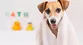 Spa para mascotas: conoce el lugar para engreír a tu perro o gato