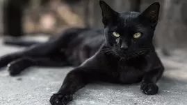 	<p>Conoce el significado de soñar con gato negro.</p>