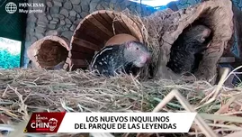 Parque de las Leyendas: conoce a los animales recién nacidos 